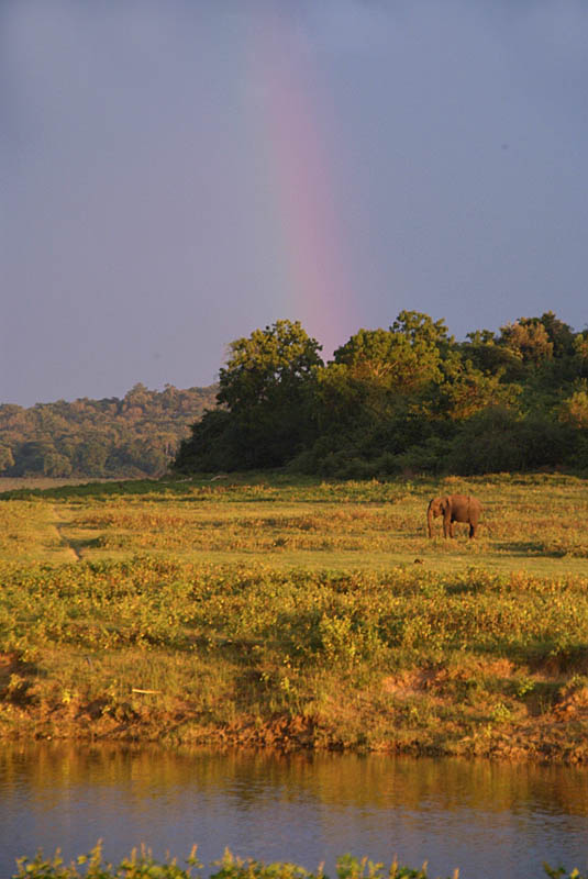 Elephant and Rainbow