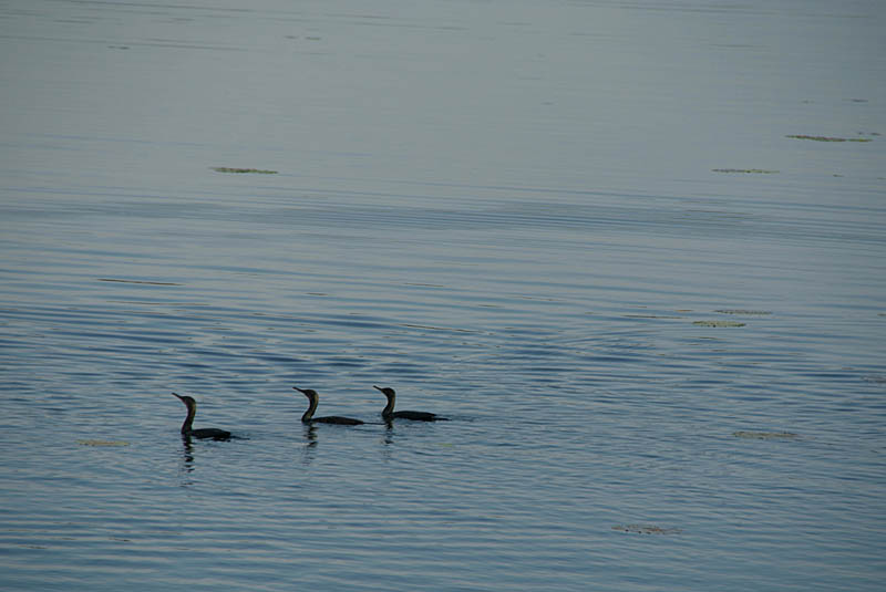 Three Cormorants Swimming