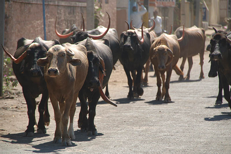 Buffalo on the Road Bijapur
