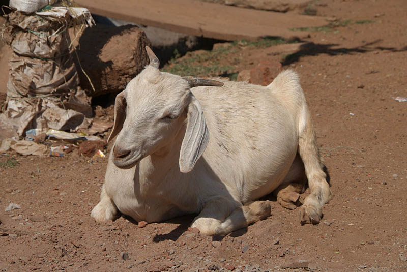 Goat on the Ground Bidar