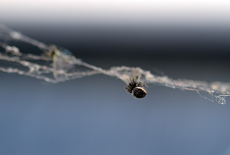 Caught in a Web