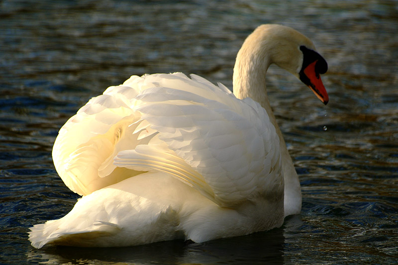 Feathers