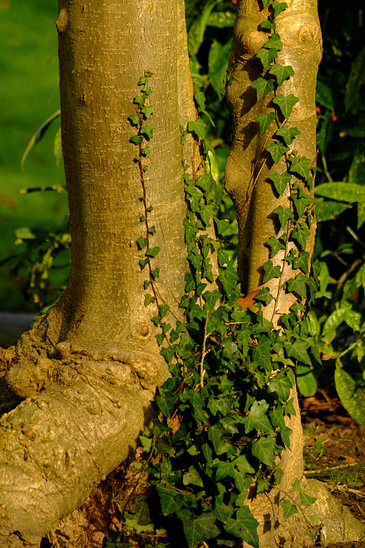 Tree Trunk