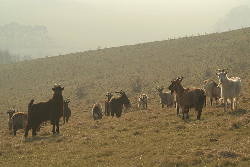 Goats in the Mist