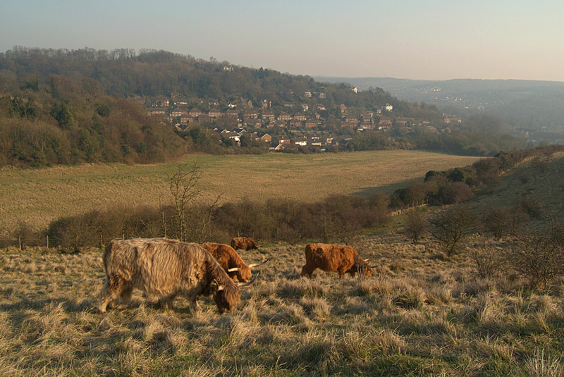 Highland Cattle in a Field