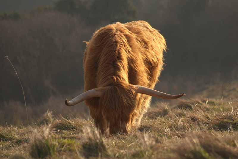 Side-Lit Highland Cow