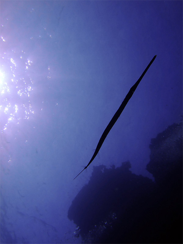 Silhouetted Trumpet Fish