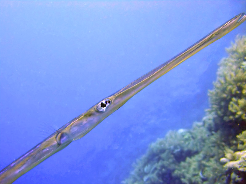 Curious Trumpet Fish