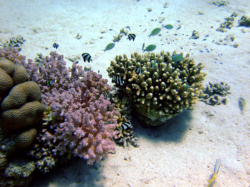 Hard Coral and Humbugs