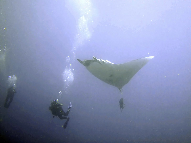 Photographing the Manta