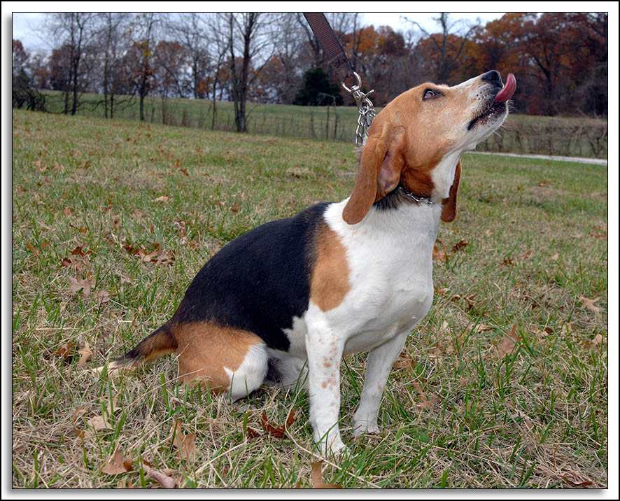 Beagles_MHF_D2X_1803_sm.jpg