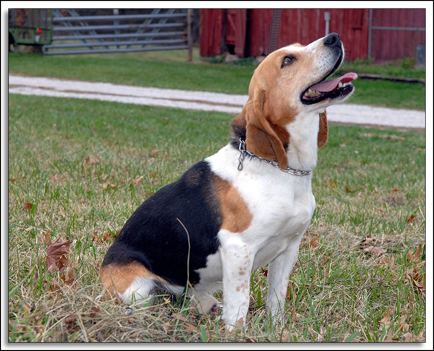 Beagles_MHF_D2X_1813_sm.jpg