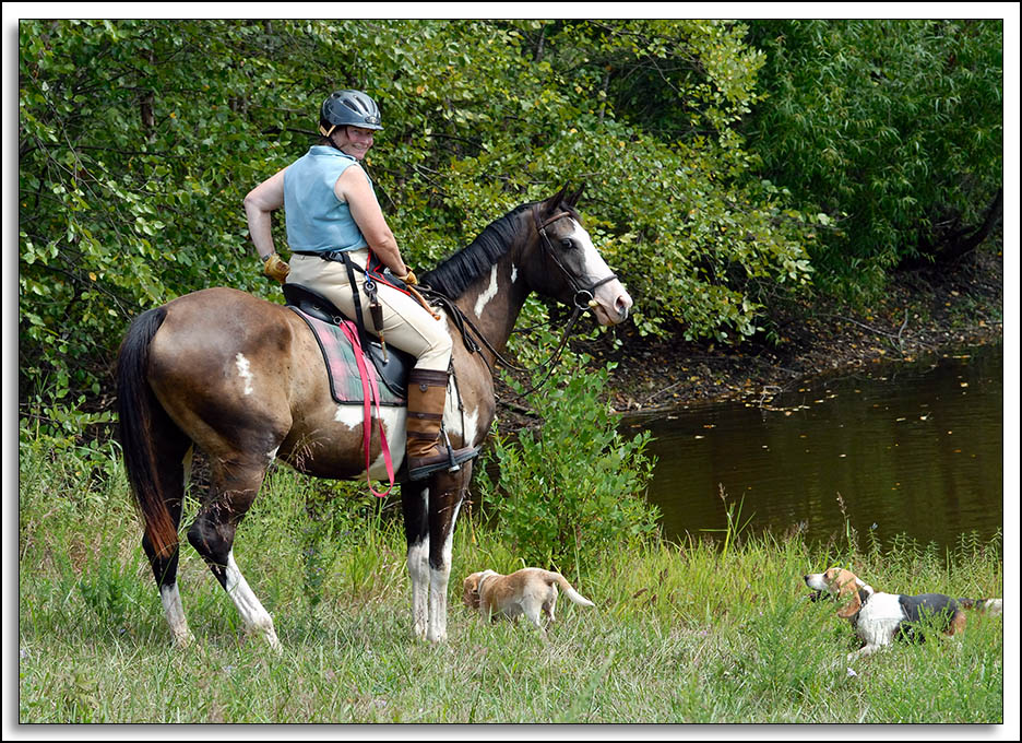 Beagles_D2C_2155.jpg