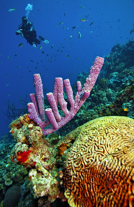 Toris reef