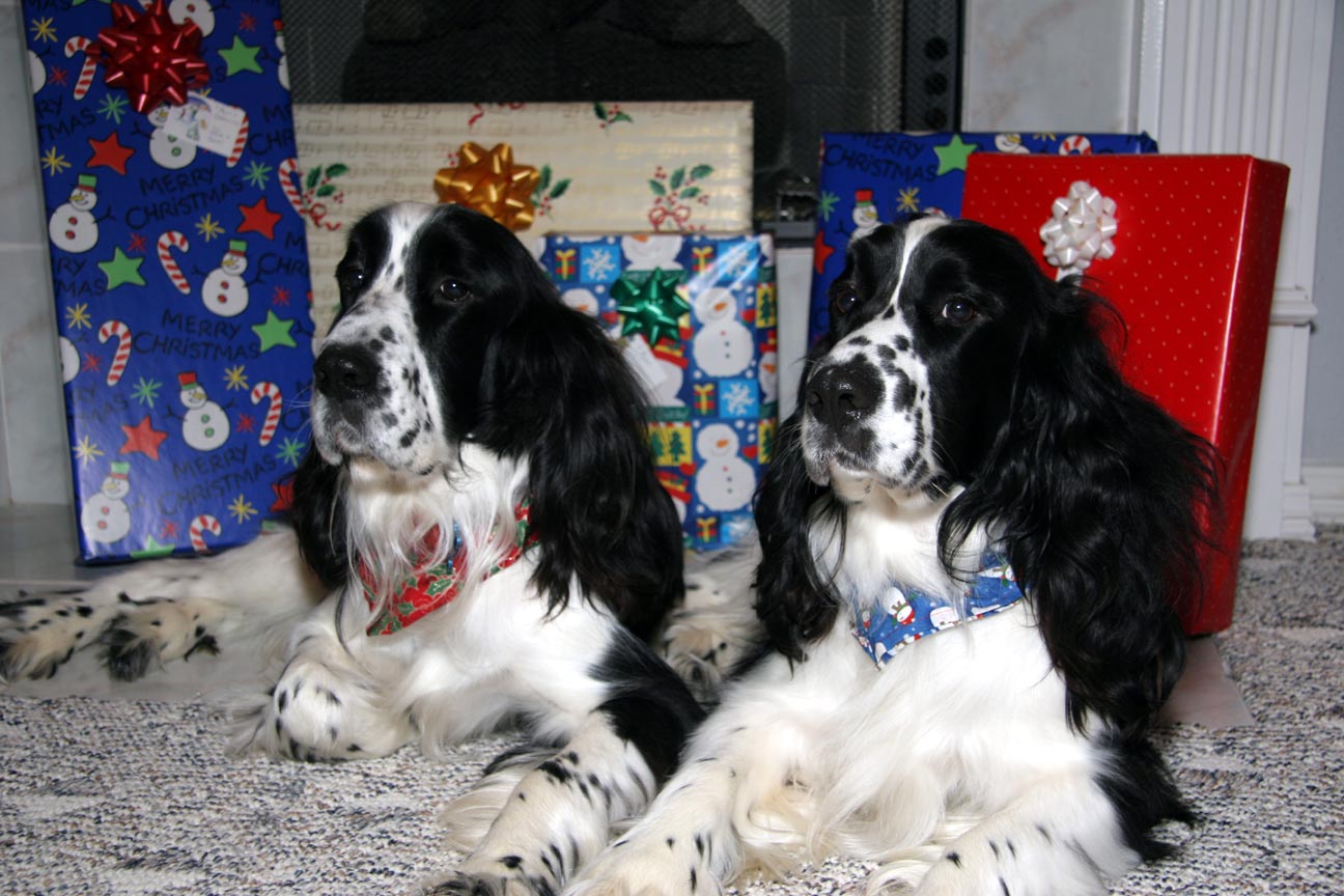 Benny and Walter are ready for Christmas...