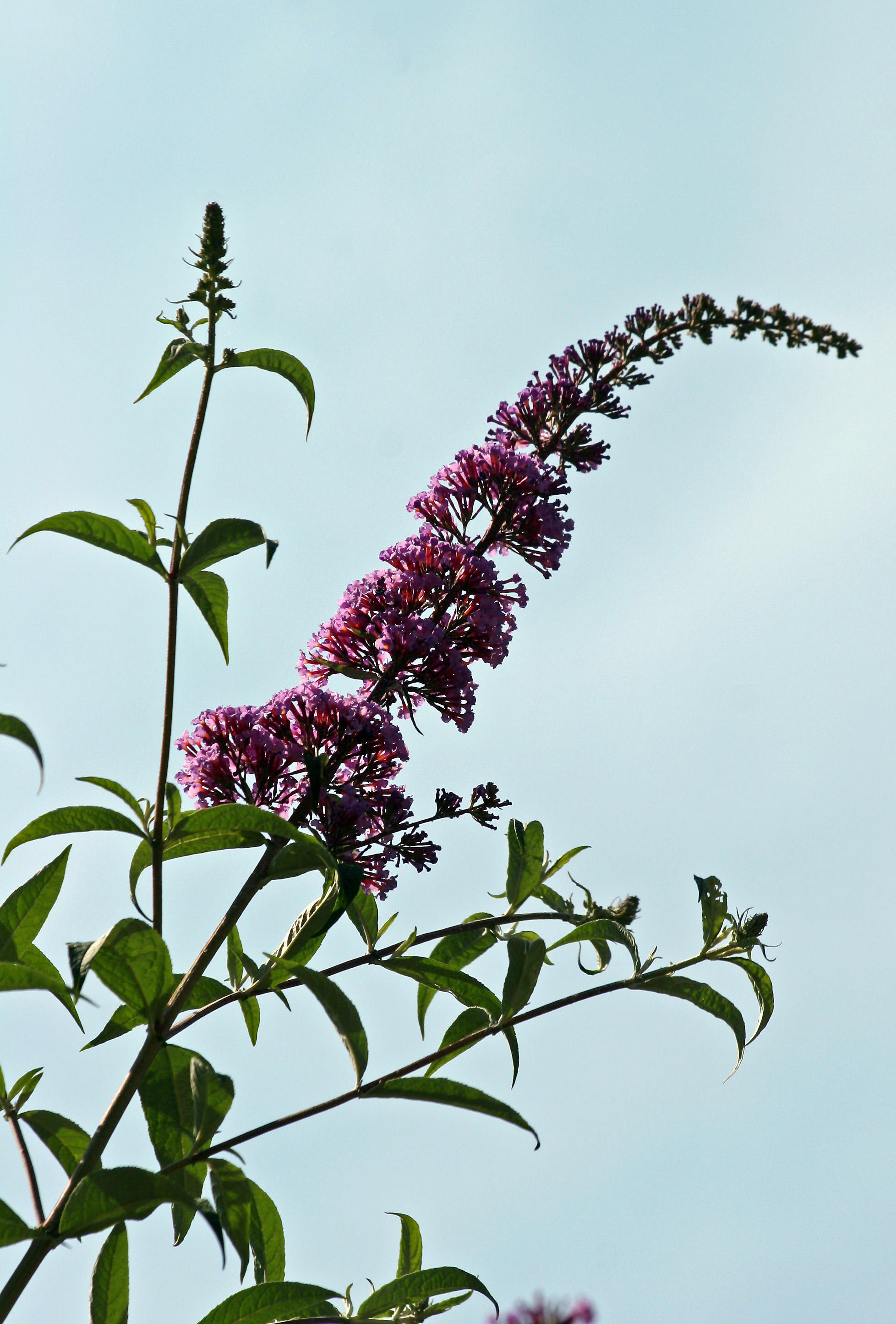 Butterfly Bush Blossom