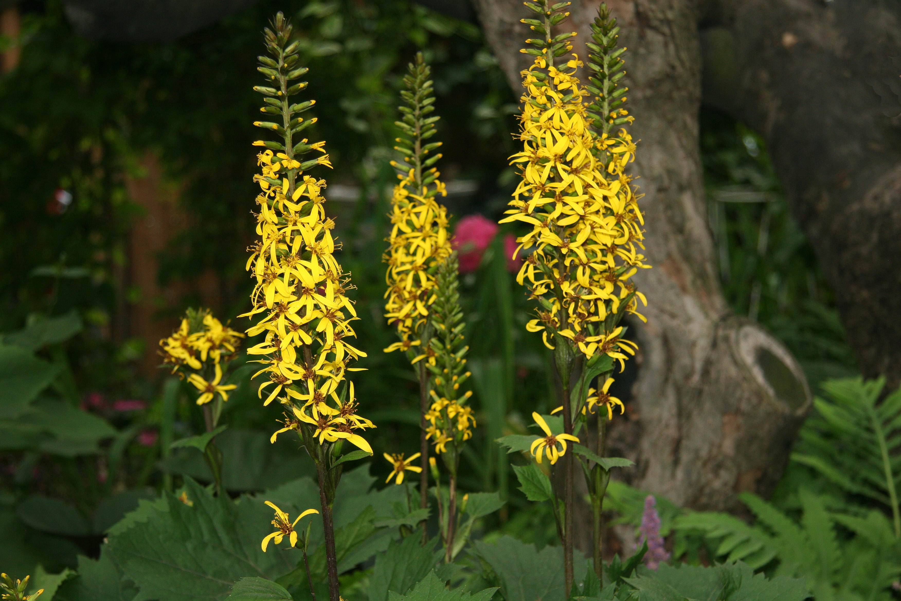Ligularia