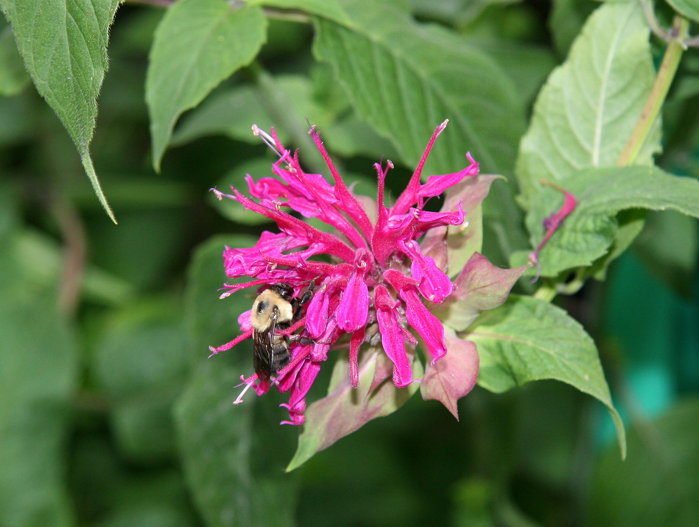 Bee Balm