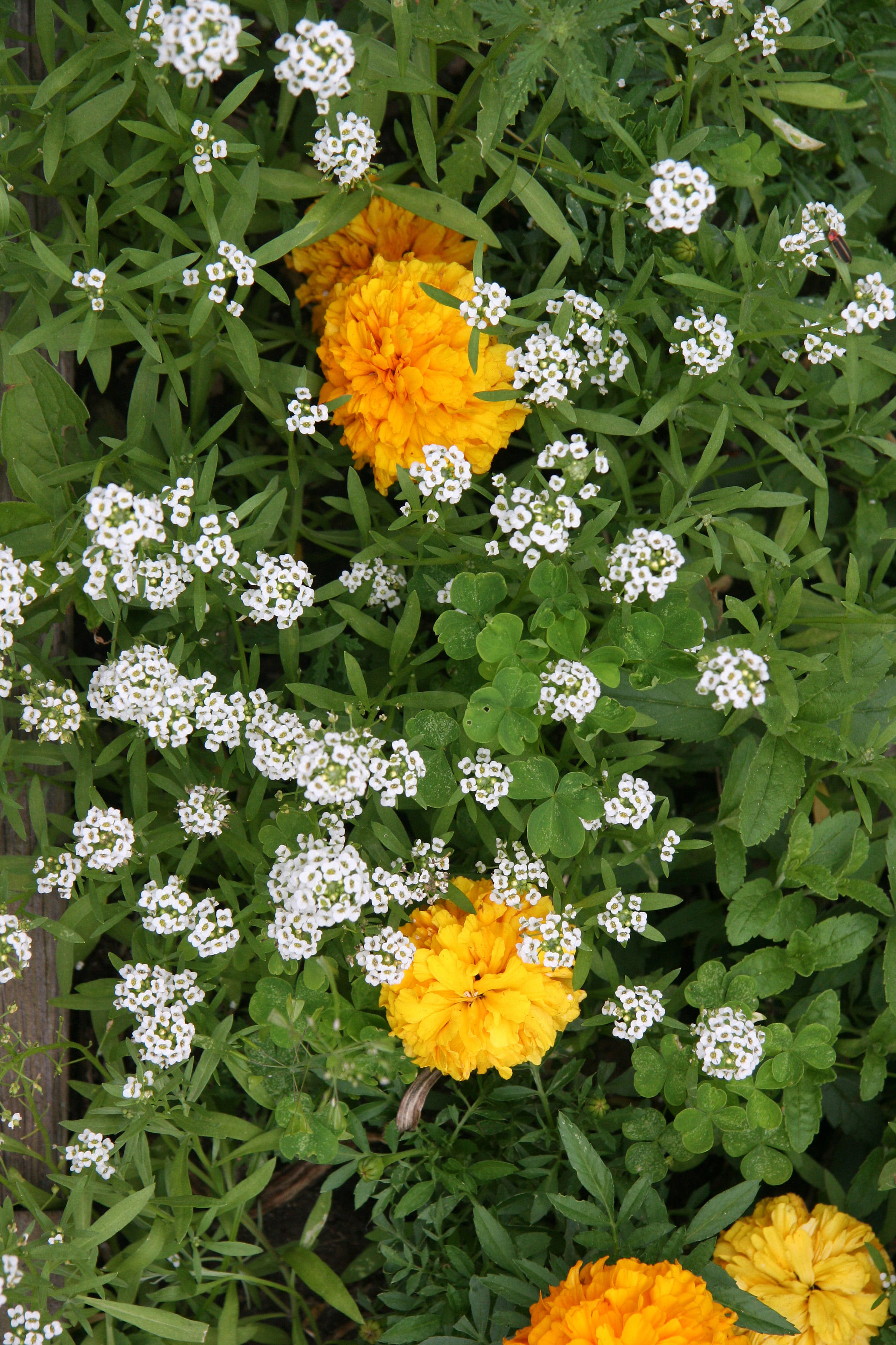 Marigolds & Alyssum