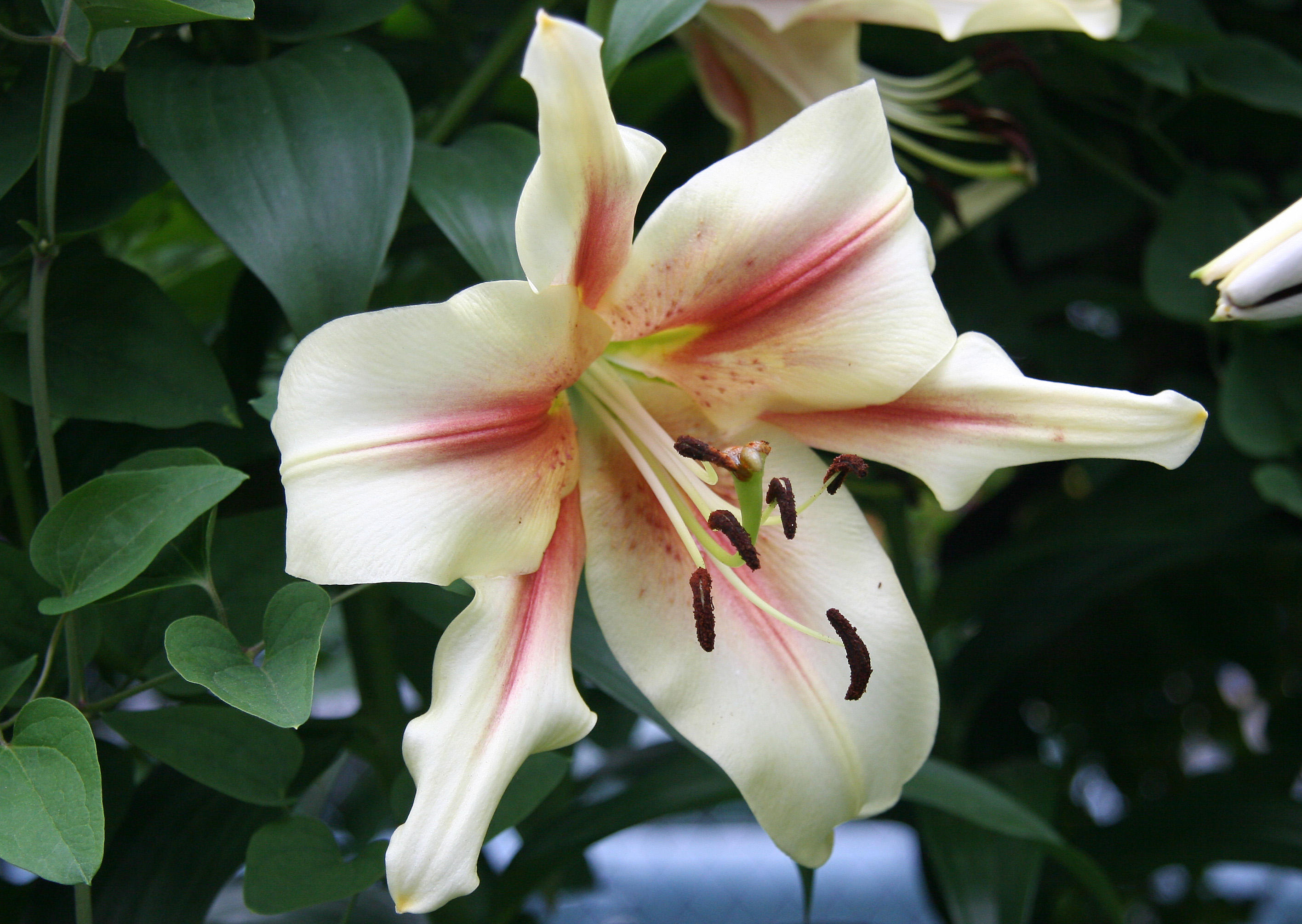 Lily