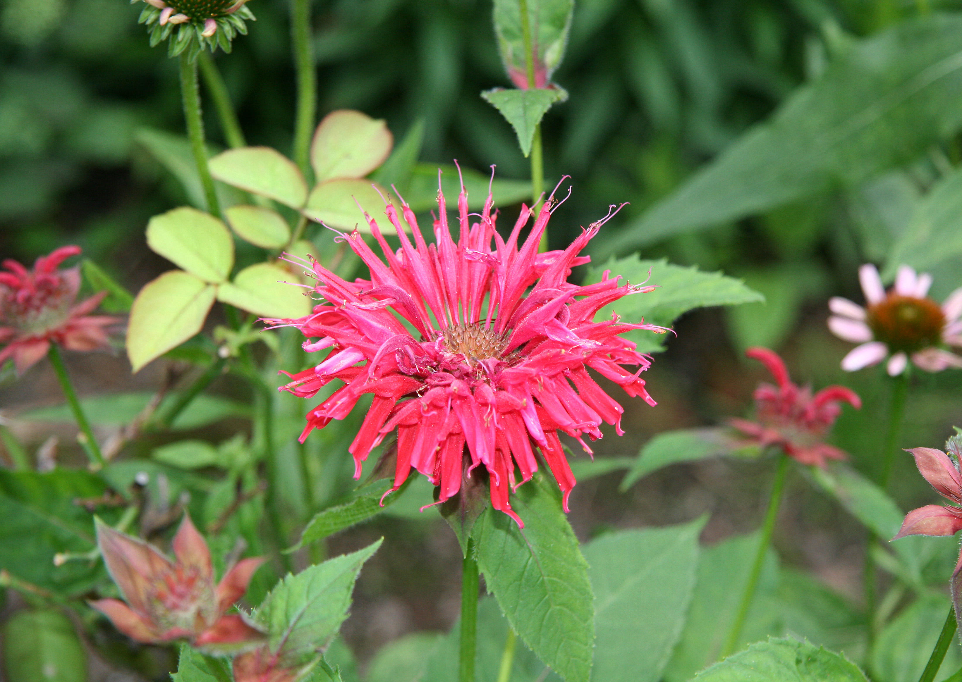 Garden View - Bee Balm