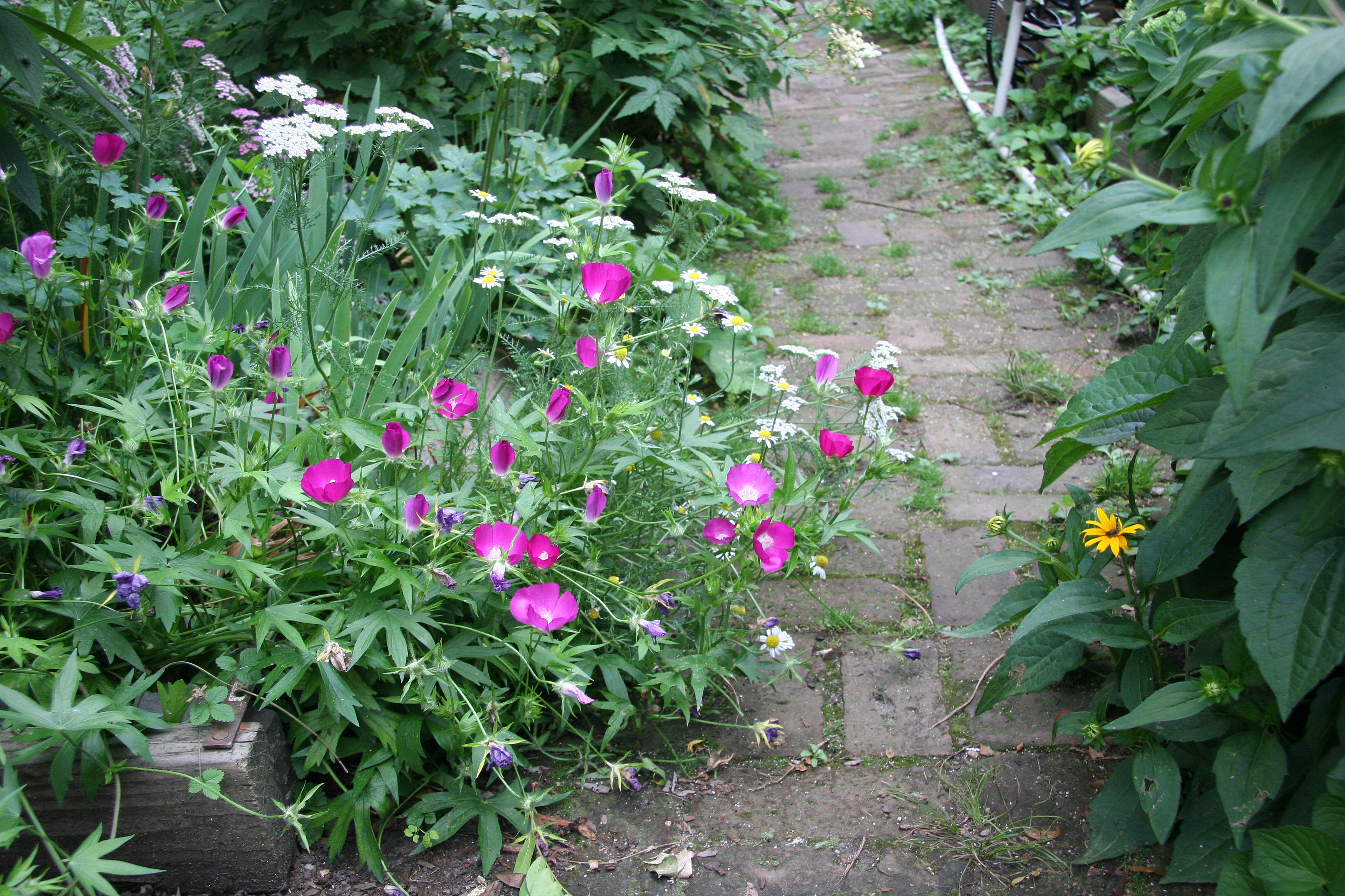 Garden Path