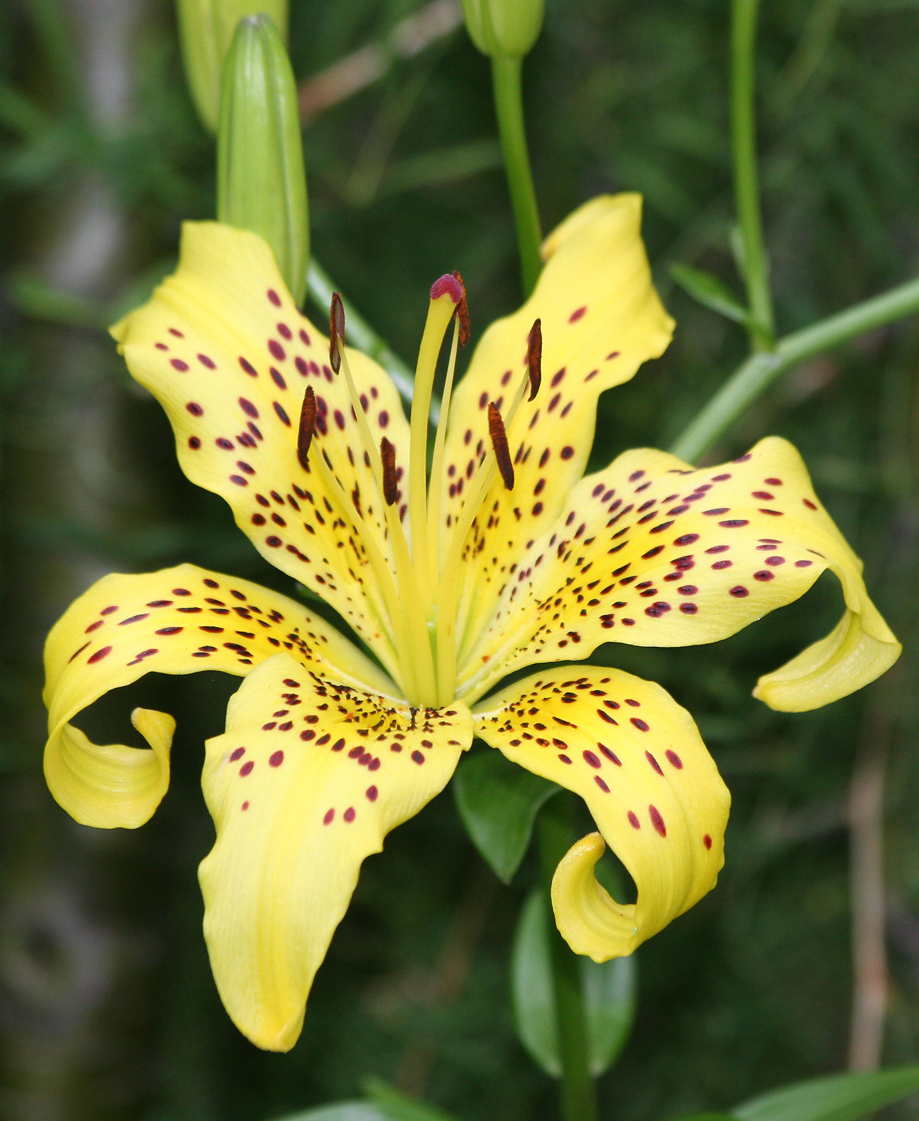 Lily
