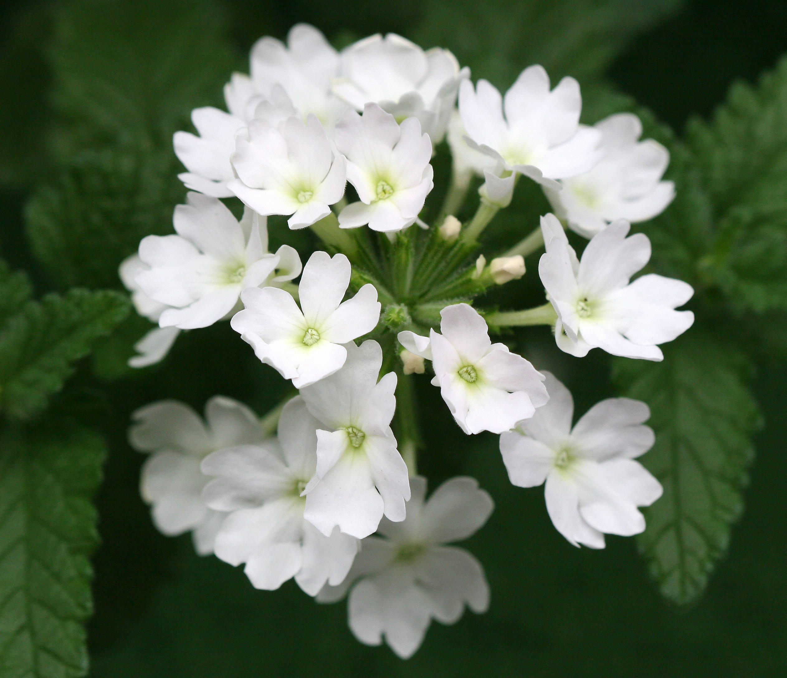 Verbena