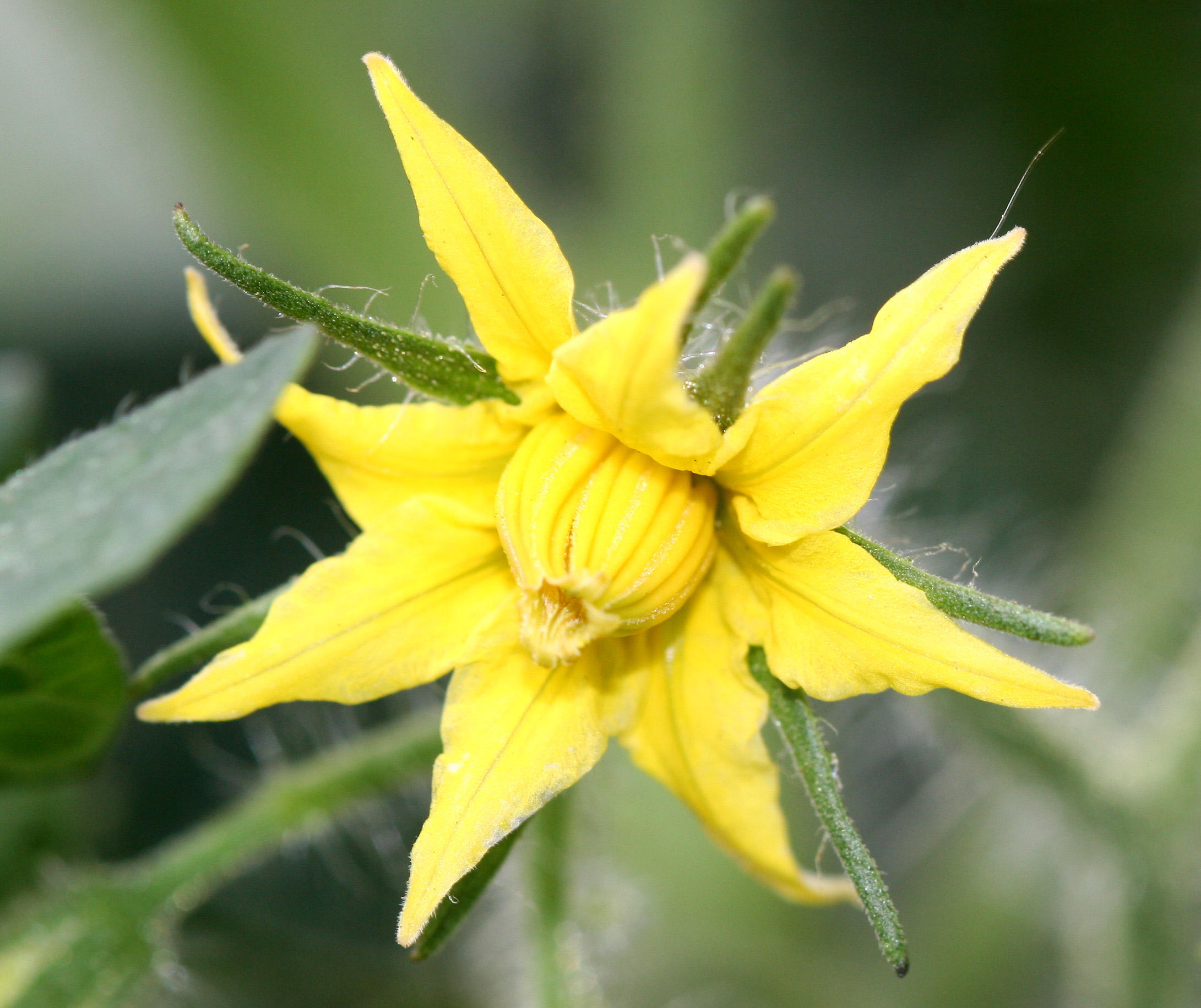 Tomato Blossom