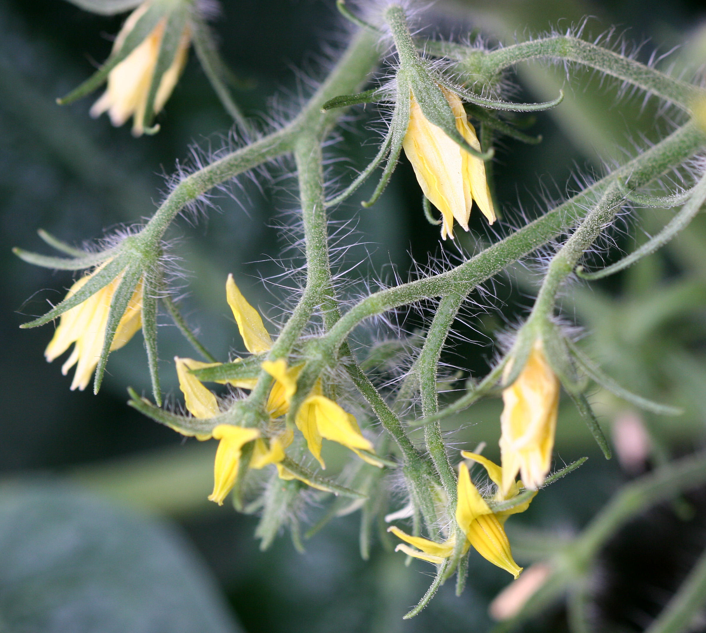 Tomato Blossoms