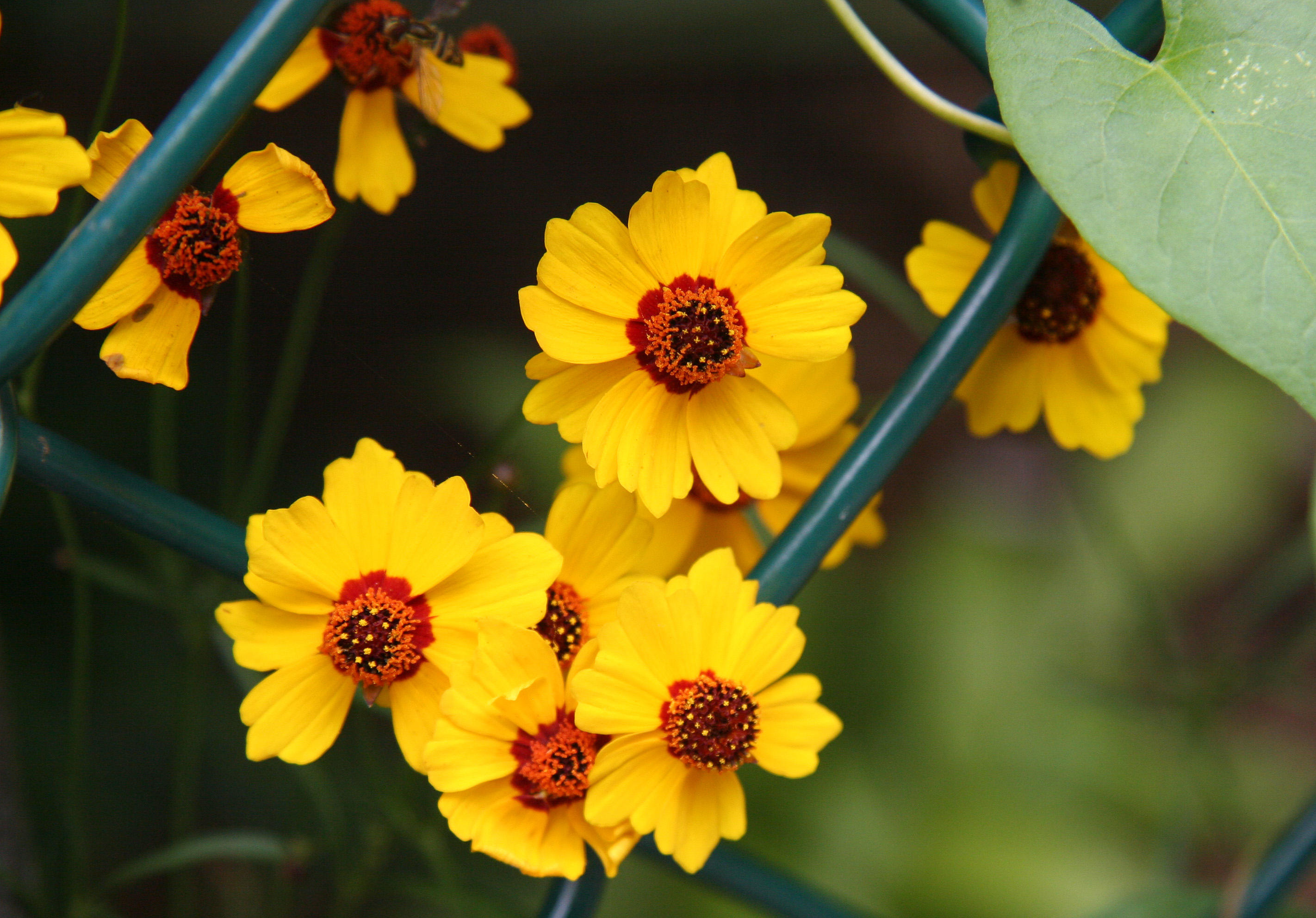 Coreopsis