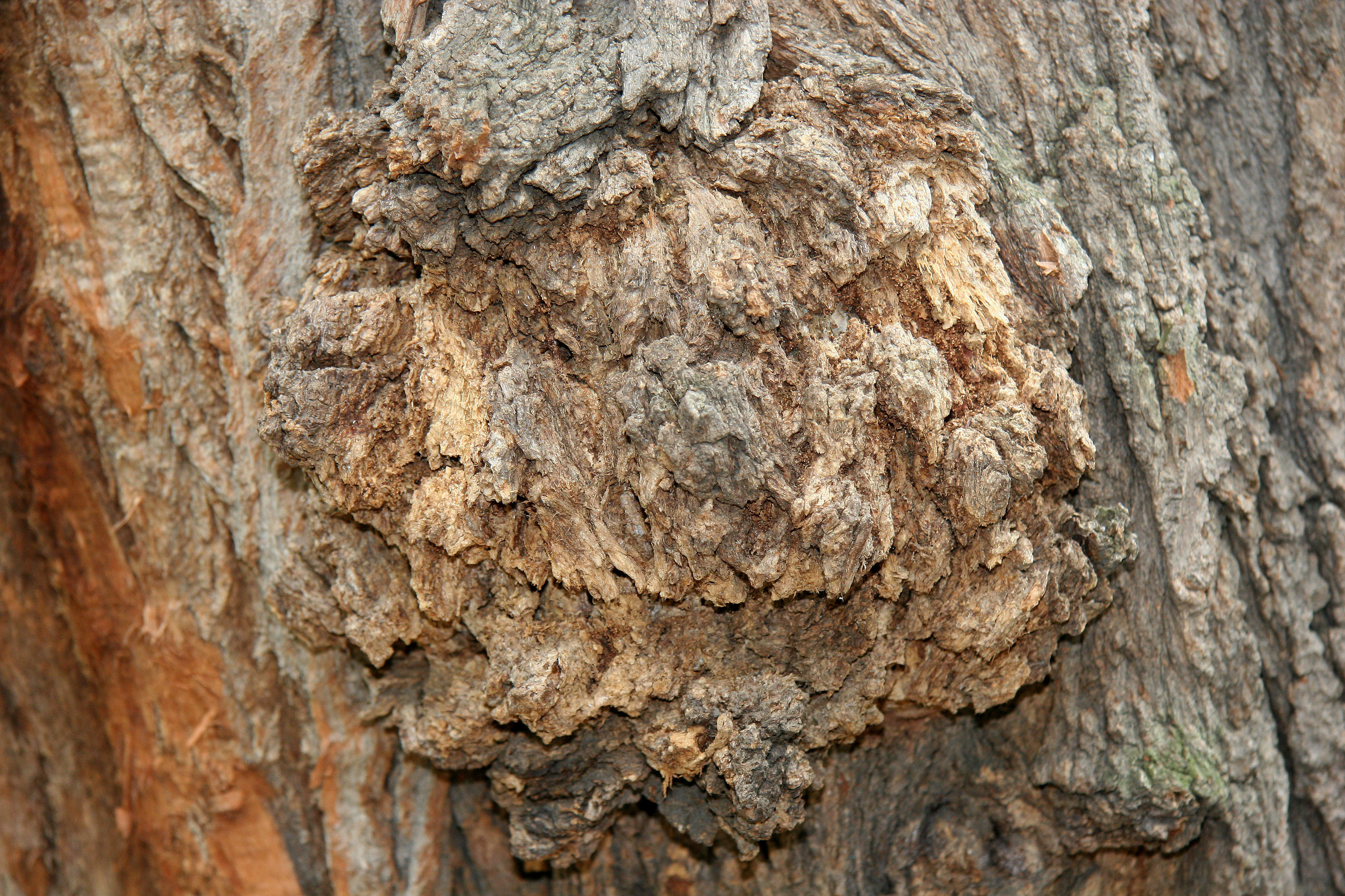 Black Locust Tree Bark