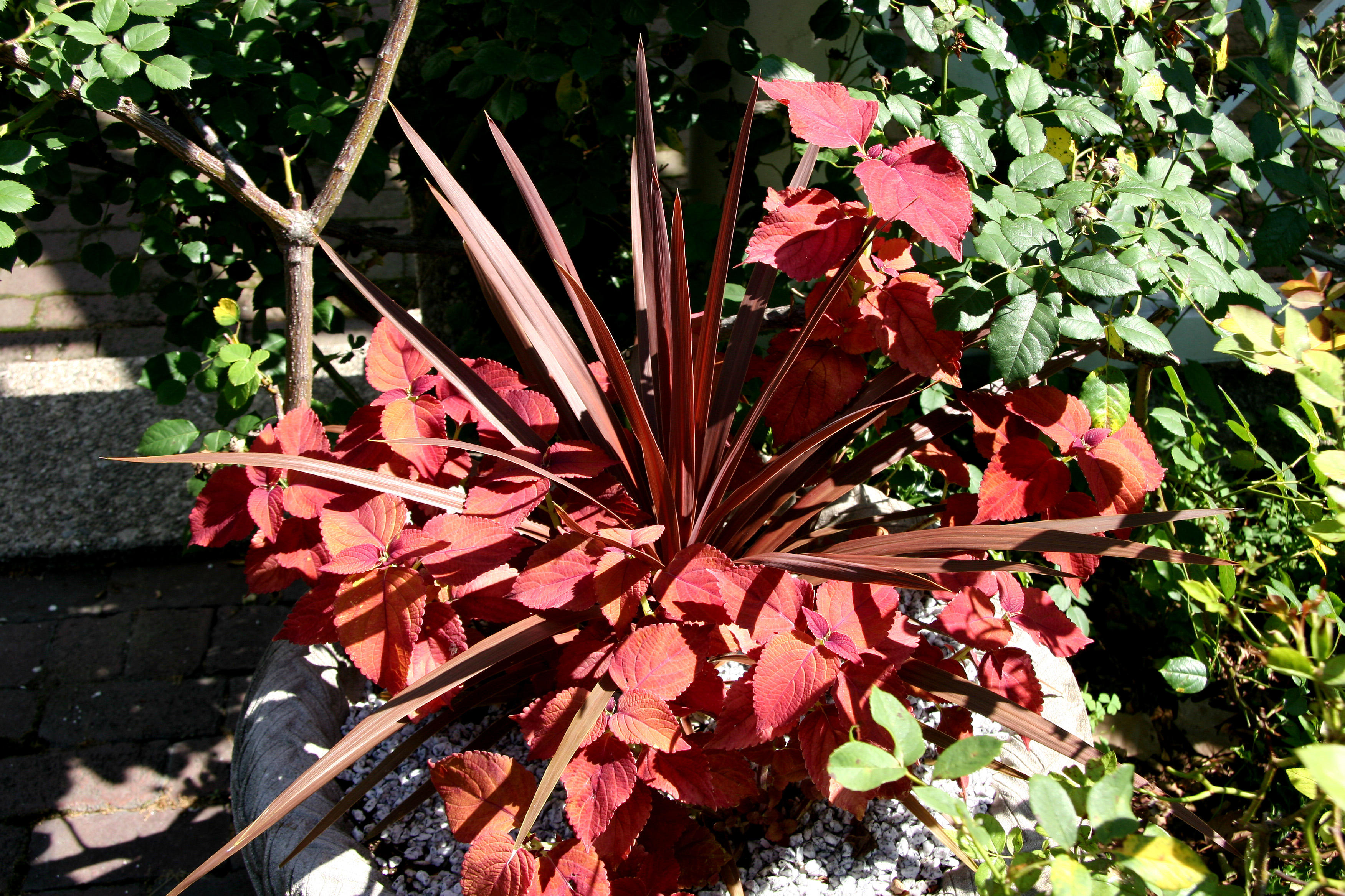 Coleus & Variegated Yucca - Rose Garden