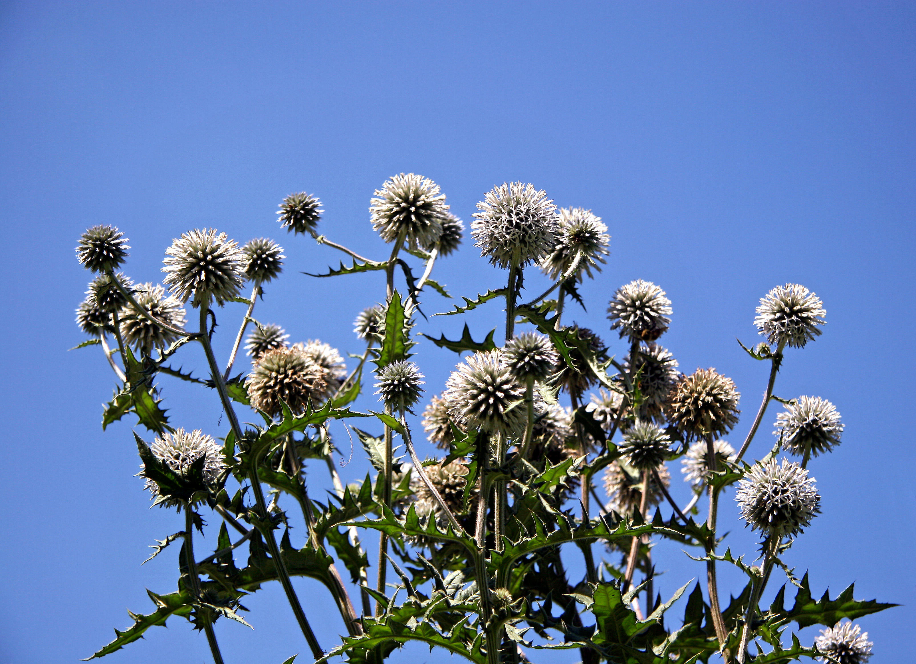 Thistle Blossom