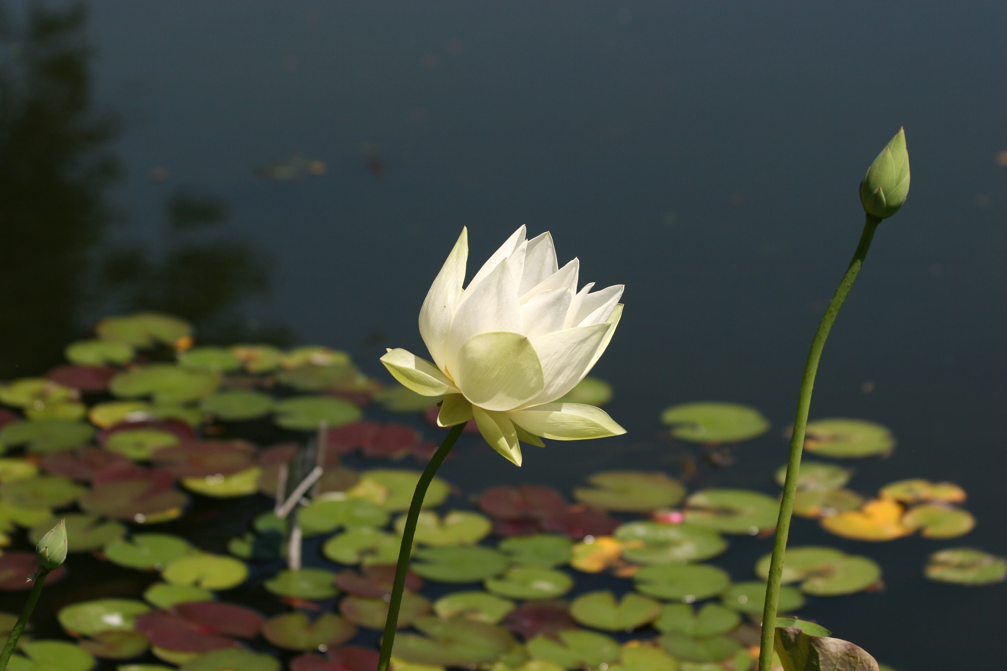 Lotus