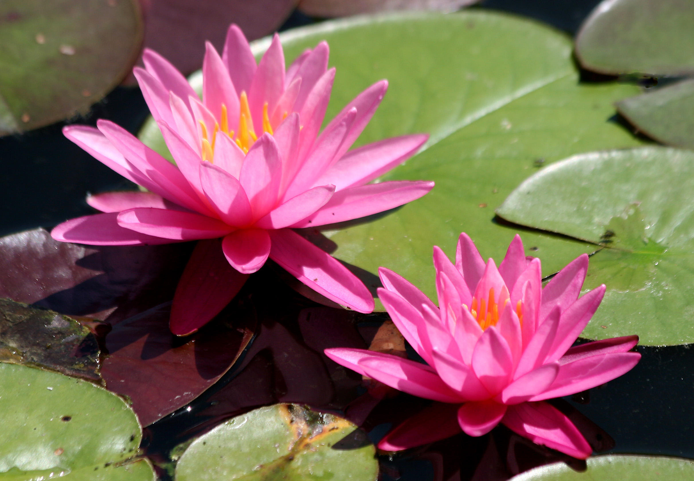 Water Lily