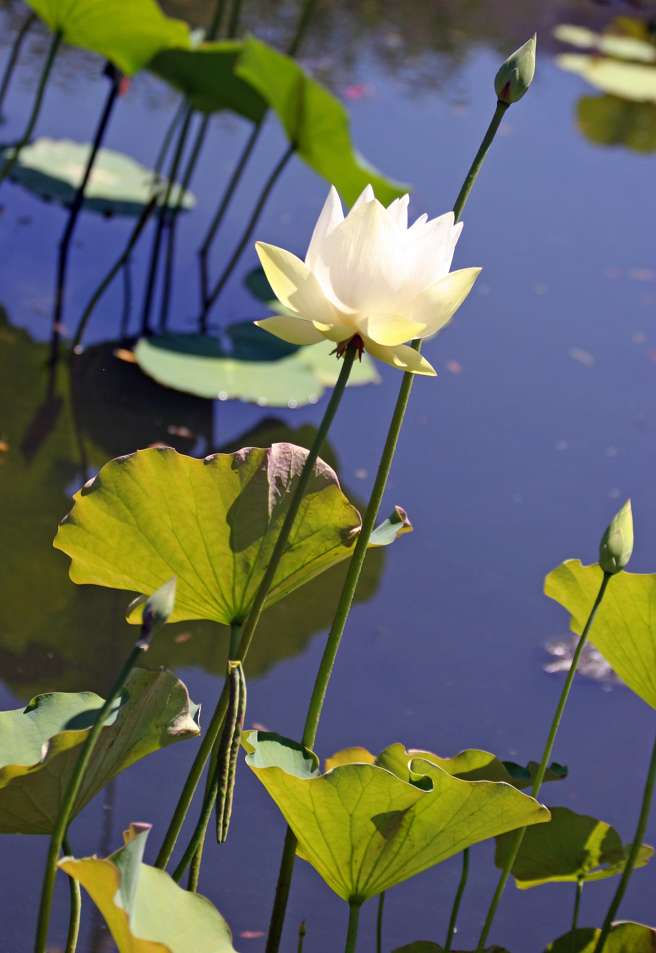 Lotus