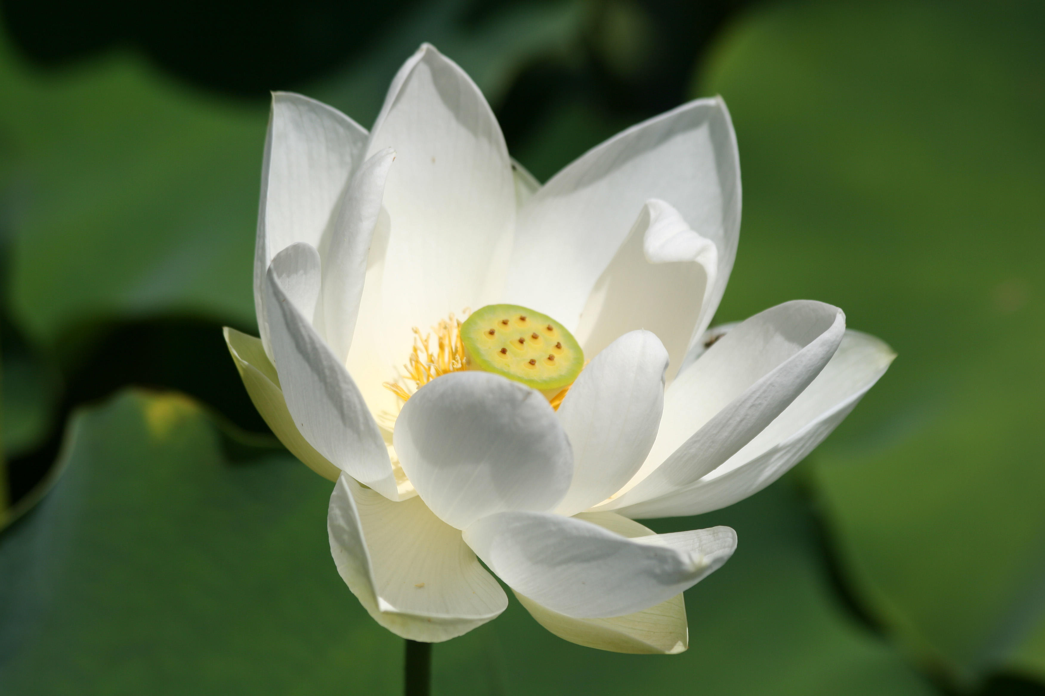 Lotus