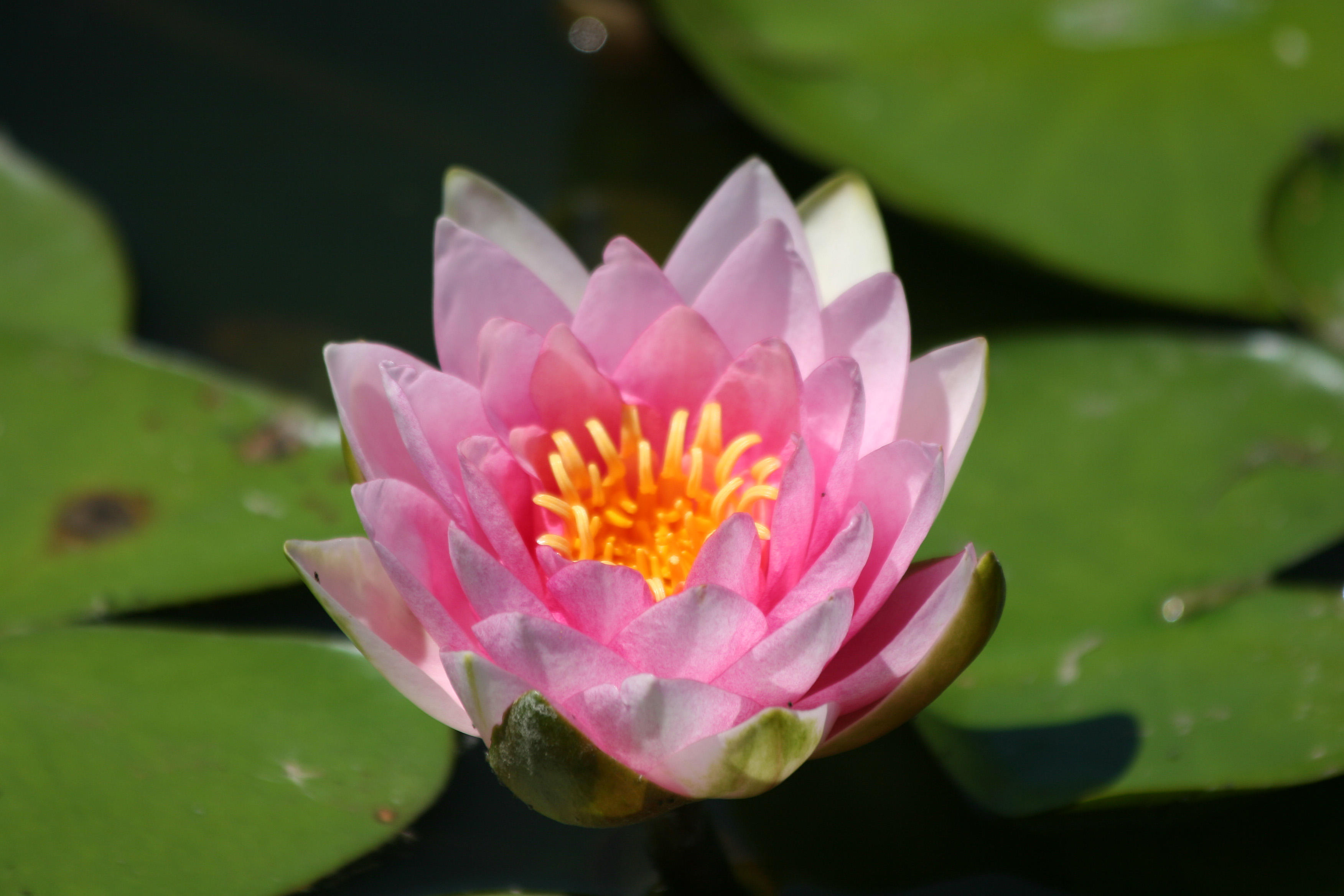 Water Lily