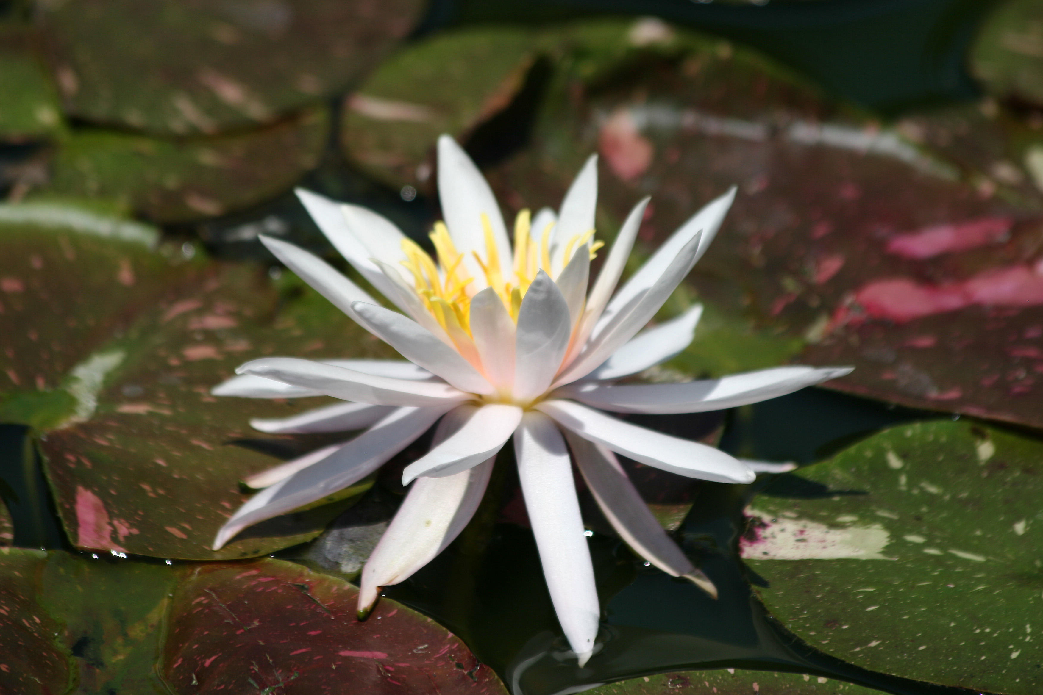 Water Lily