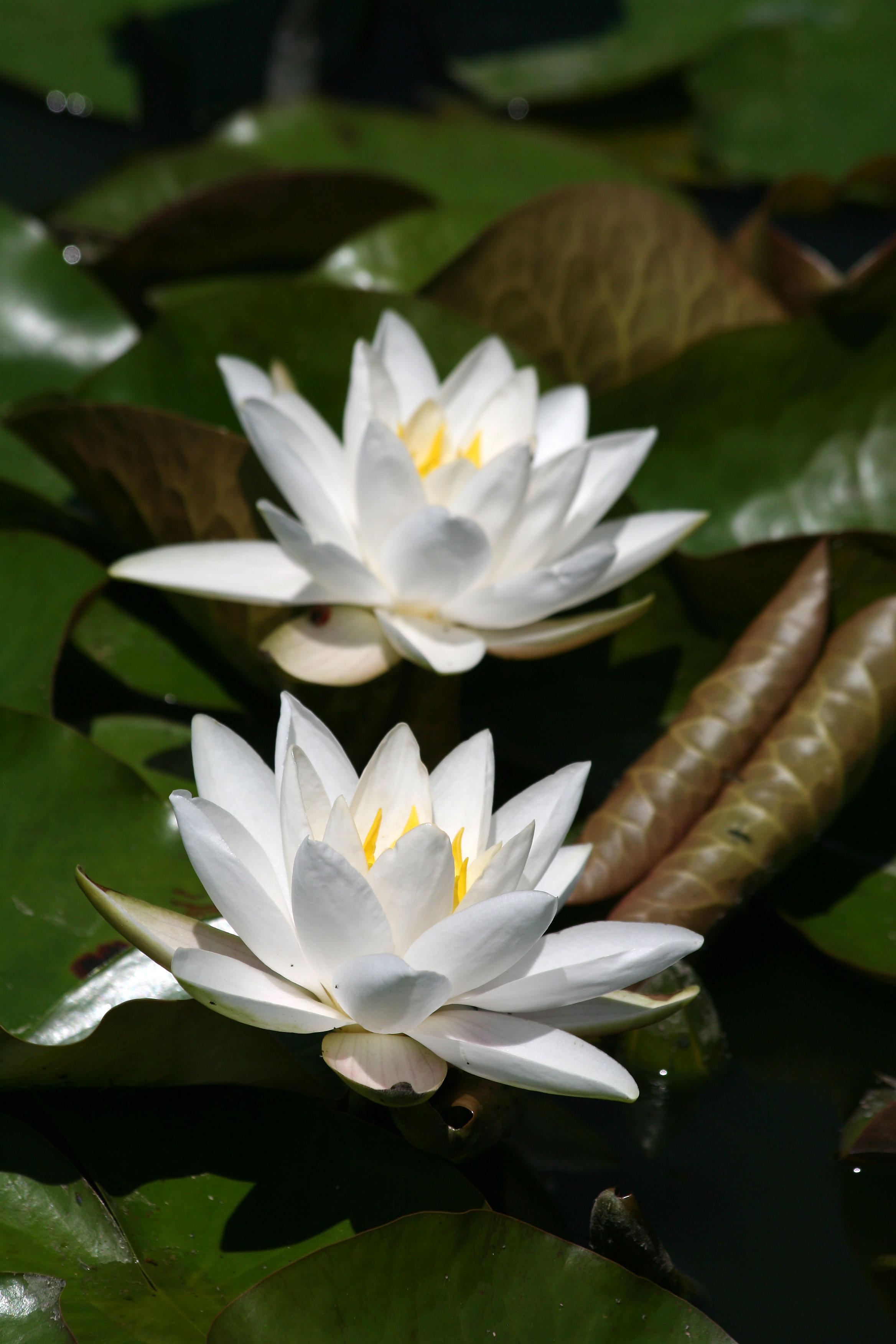 Water Lily