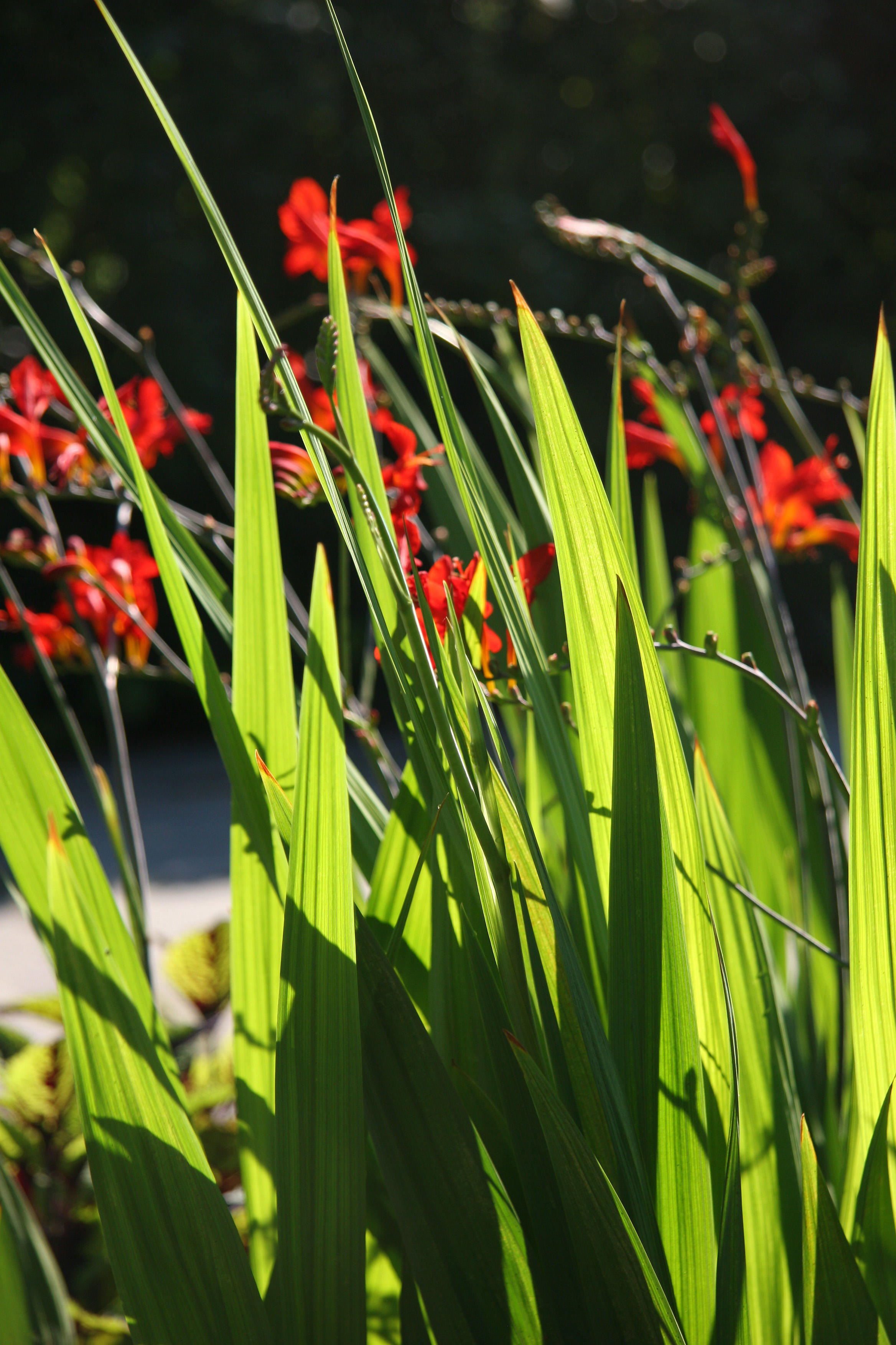 Lily Foliage