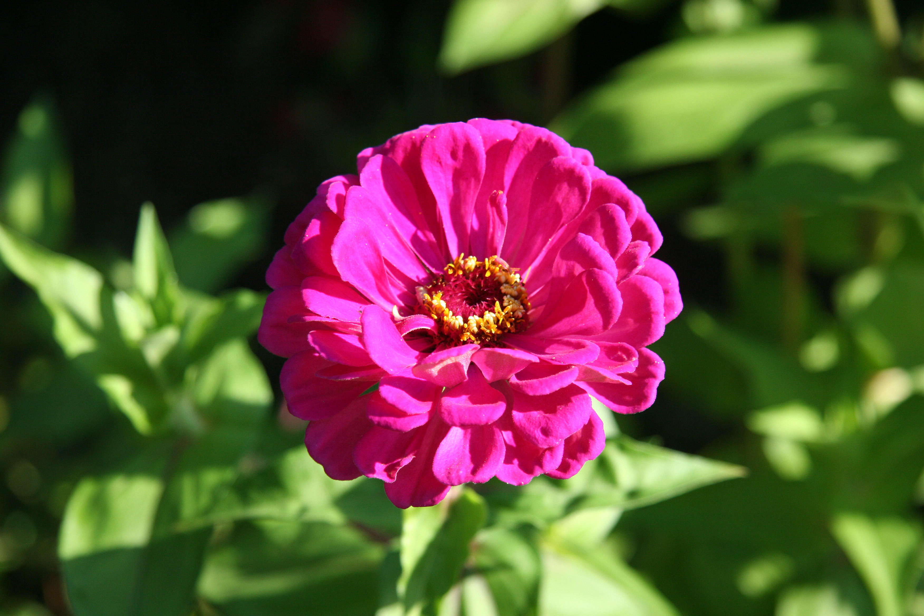 Zinnia