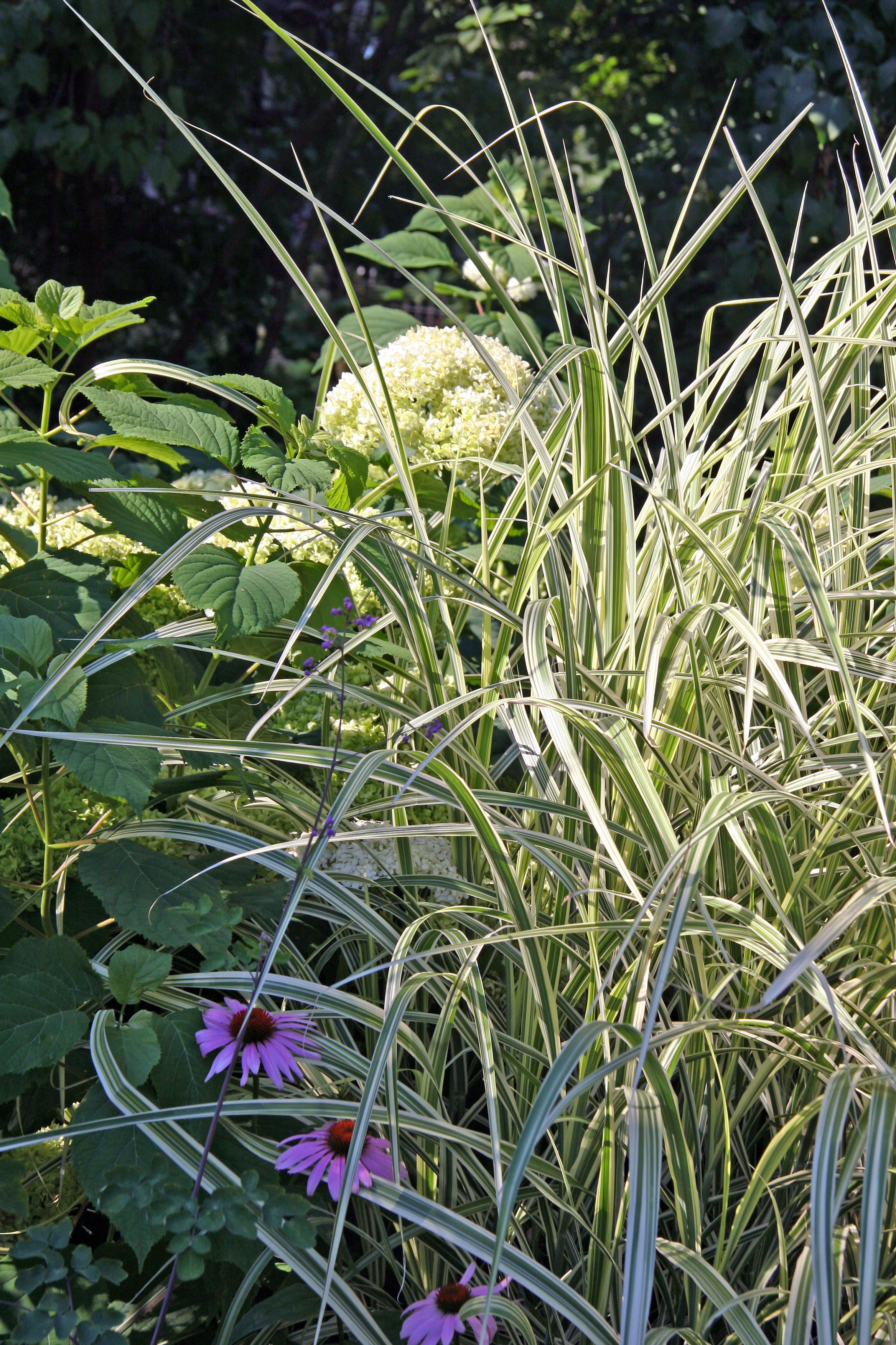 Garden View - Grass