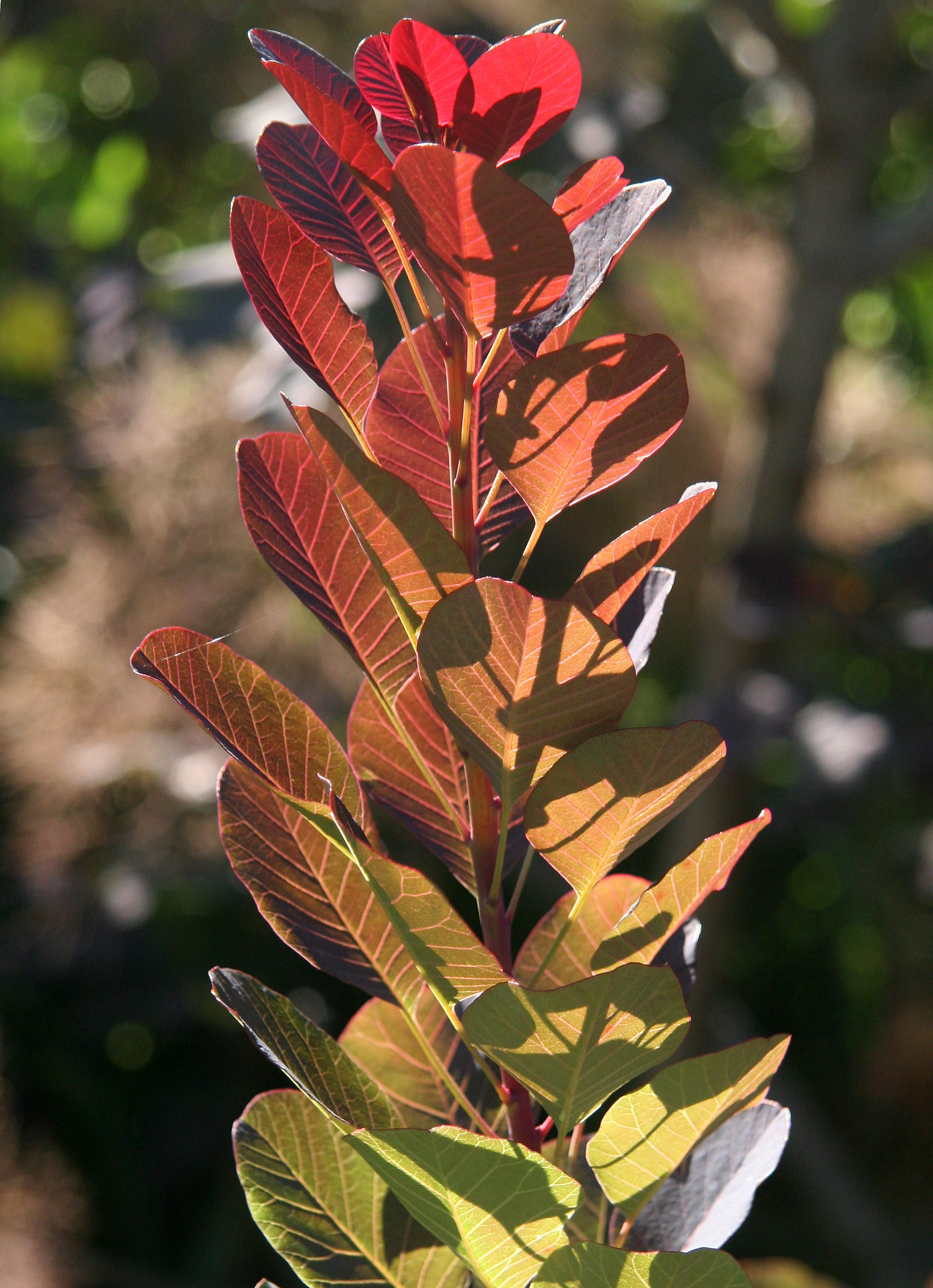 Smoke Tree Foliage
