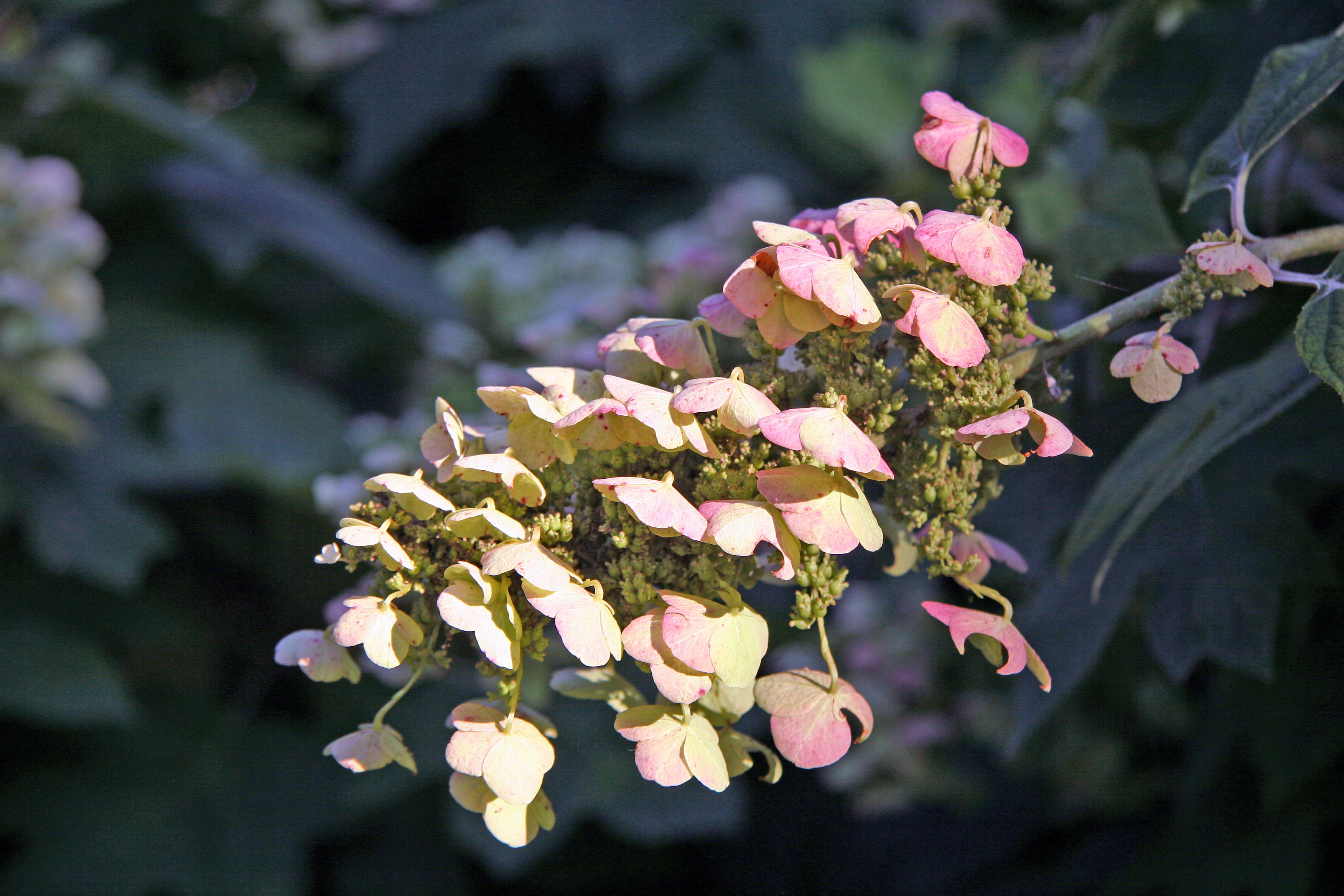 Hydrangea