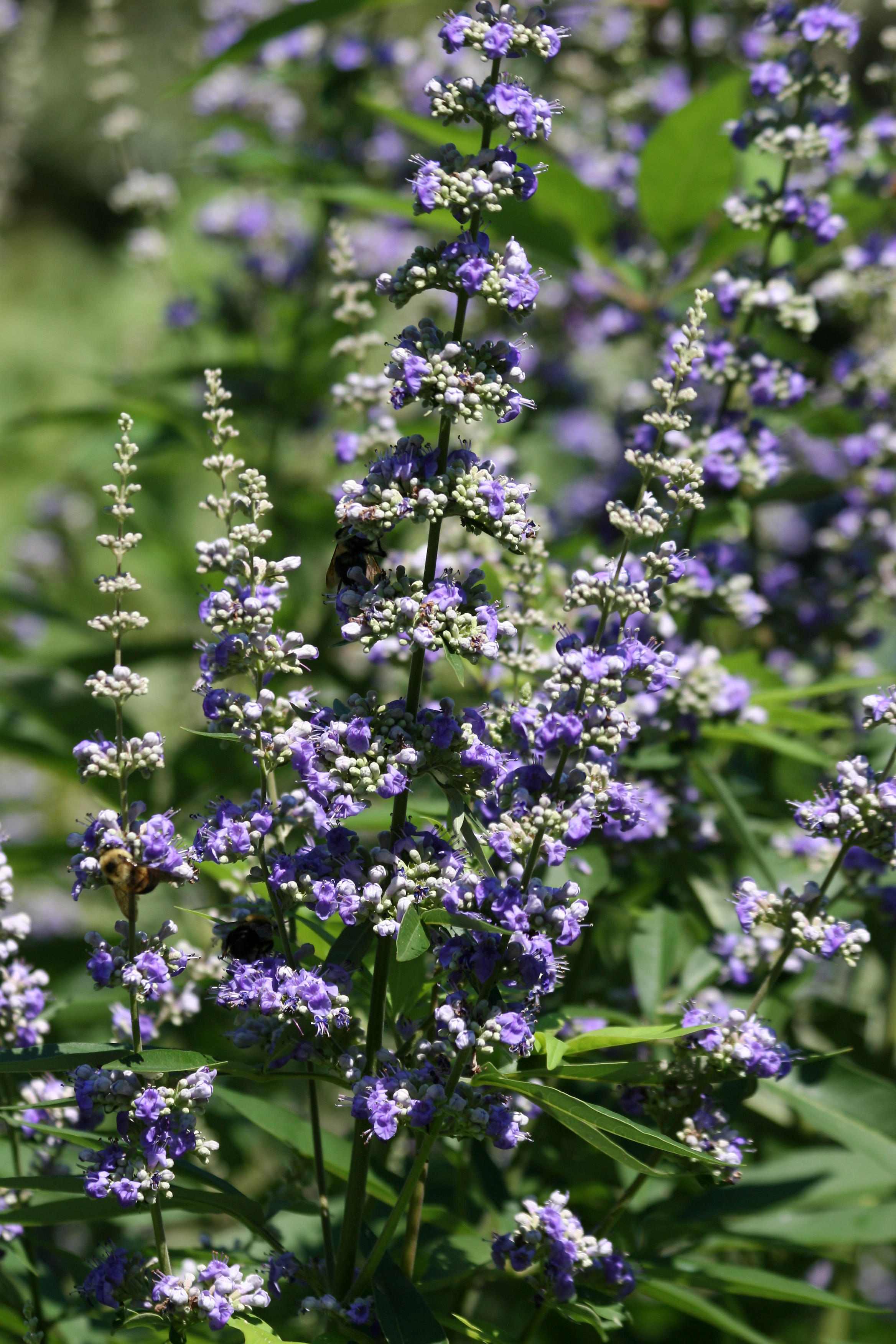 Salvia