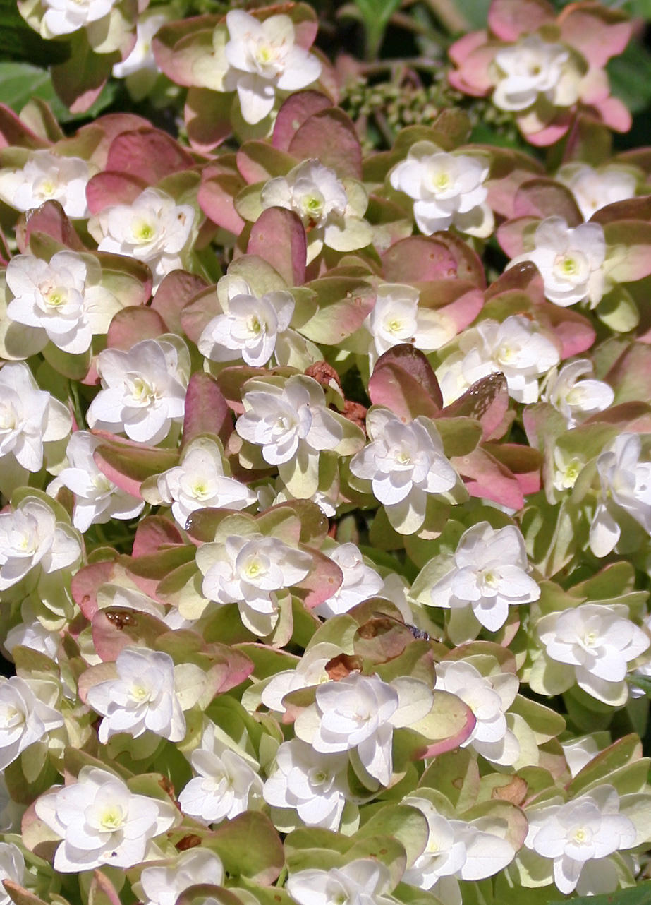 Hydrangea