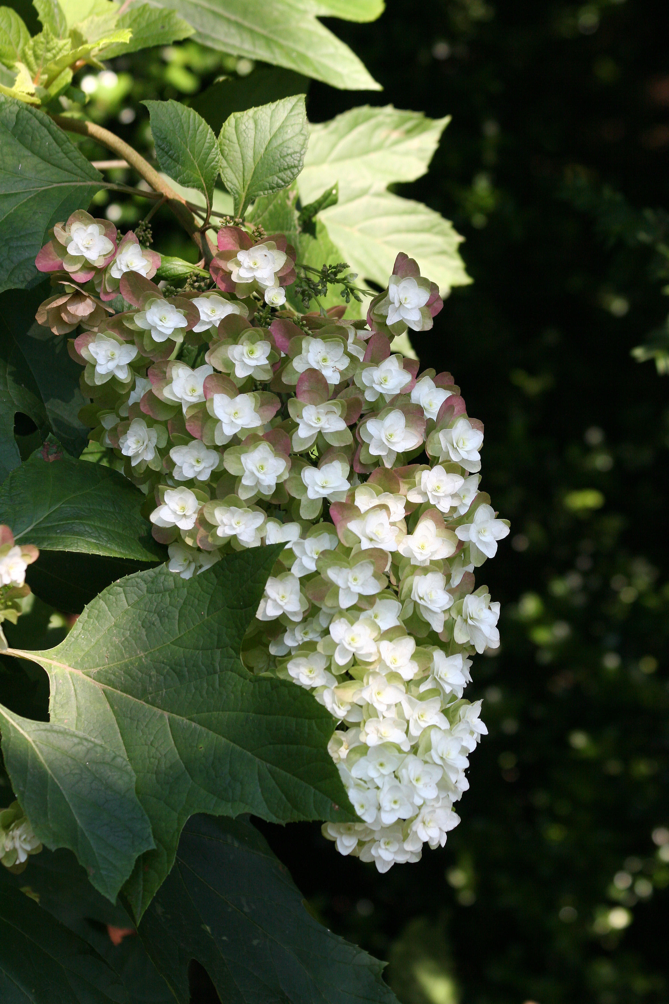 Hydrangea