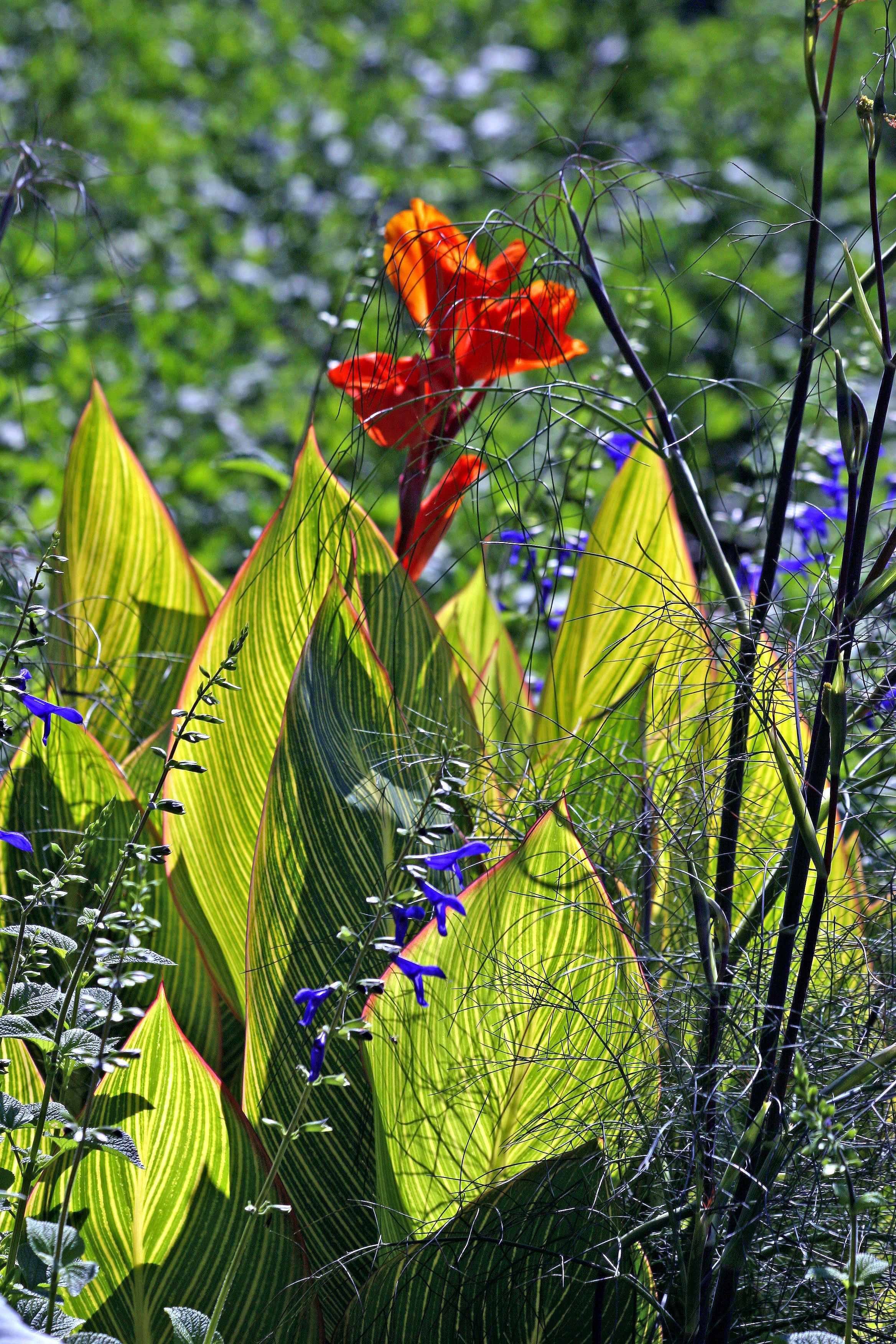 Canna or Indian Shot